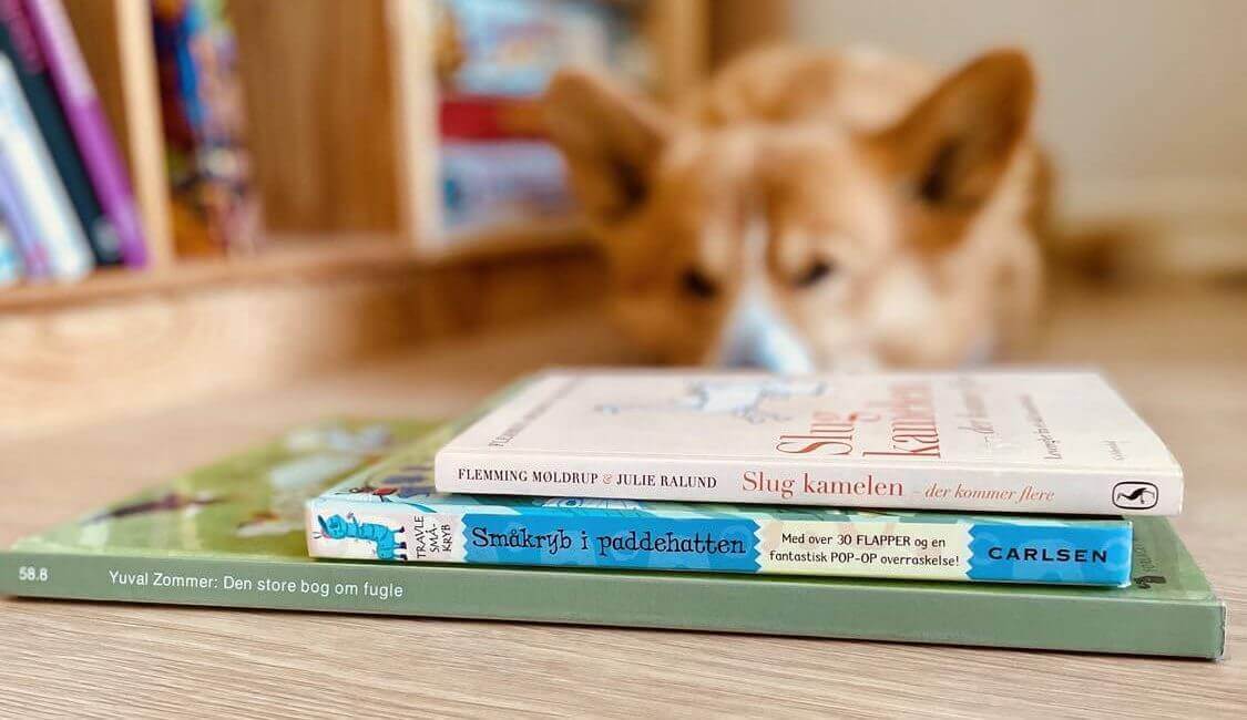 Corgien Severin ligger bag en stak bøger som billede på hverdag, læsning og små stoiske udfordringer.