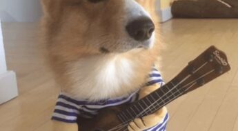 Welsh Corgi Pembroke læser højt og spiller guitar. Kæledyr udklædt. Hundekostume. Hunde Guitarist.