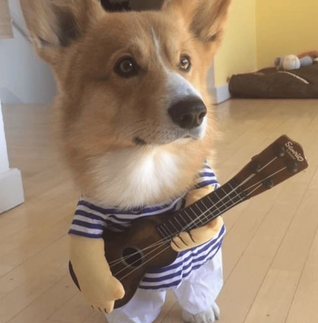 Welsh Corgi Pembroke læser højt og spiller guitar. Kæledyr udklædt. Hundekostume. Hunde Guitarist.