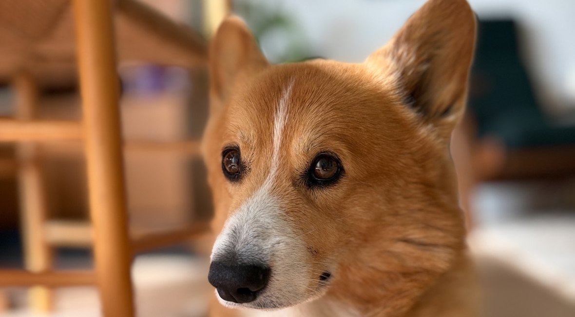 Severin, en welsh corgi pembroke på 13 år, ser afventende til siden